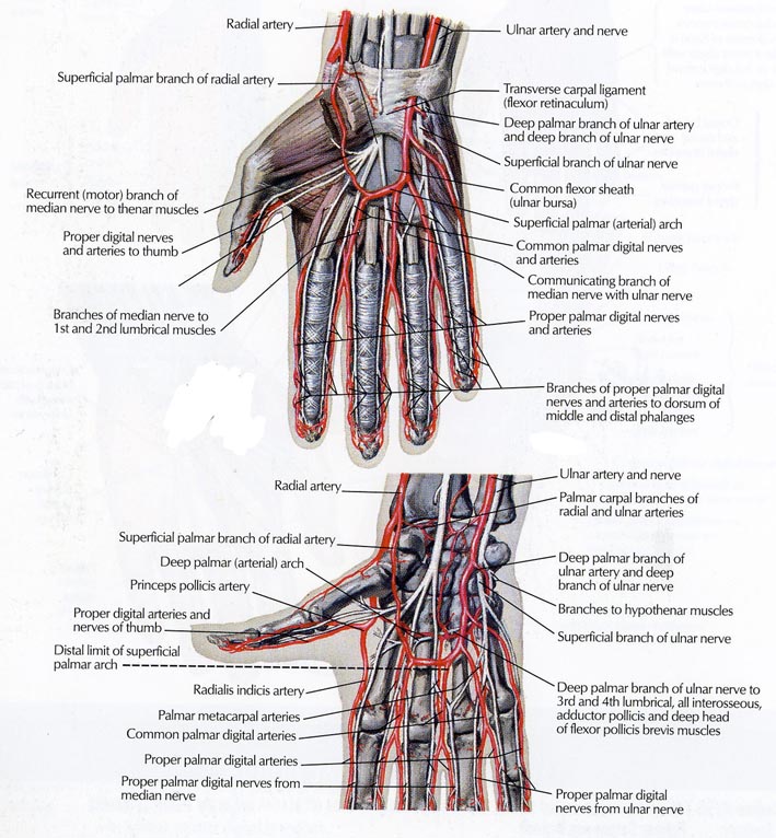 Anatomy of the Hand | Team Bone