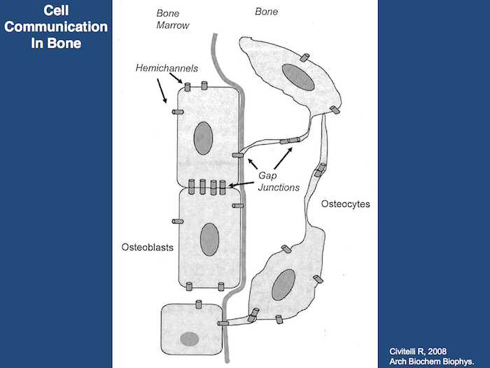 osteocyte cell diagram