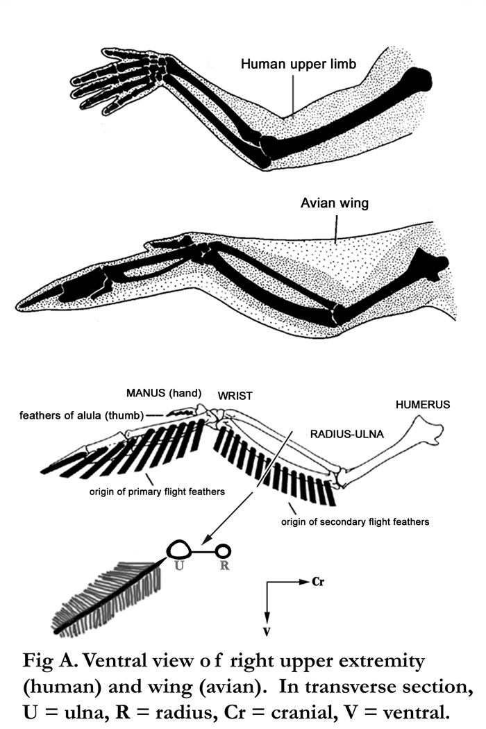 Turkey Ulna Model | Team Bone