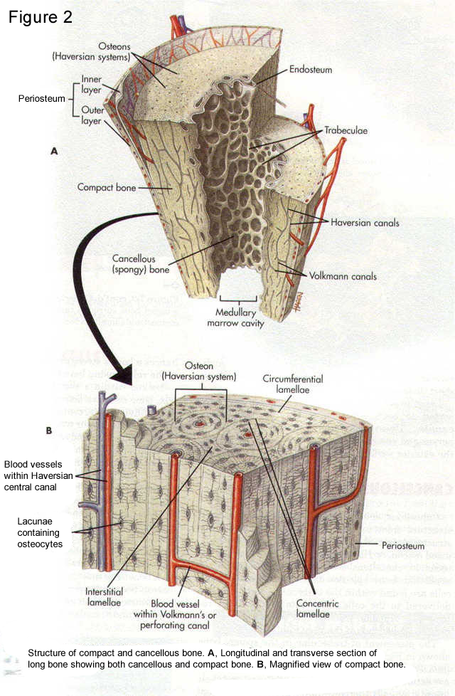 Bone Matrix Diagram