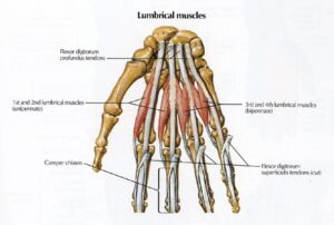 Intermediate Hand Anatomy of the Hand - Team Bone