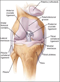 New Medical Findings From Anterior Cruciate Ligament