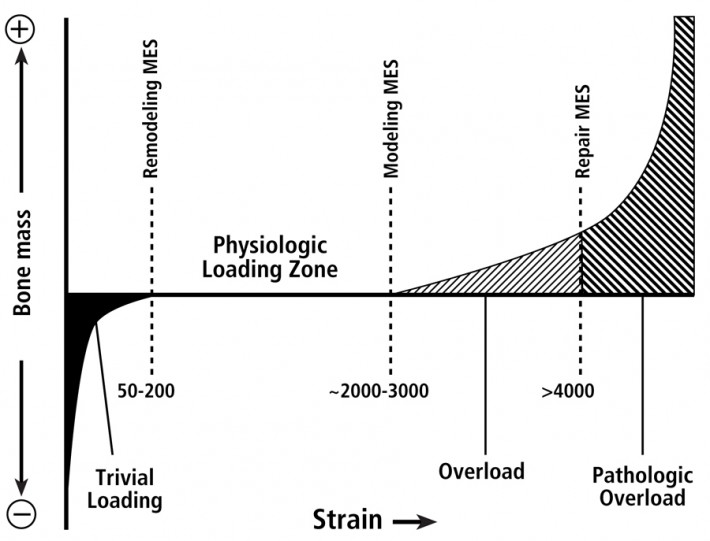 Determining the Ontogenetic Phase, Fig. 1