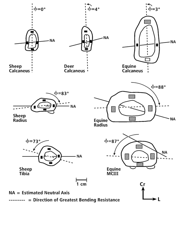 Biomechanics Of Bone Team Bone